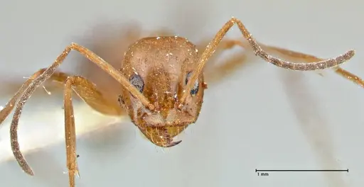 Dorymyrmex pyramicus - FOCOL2864