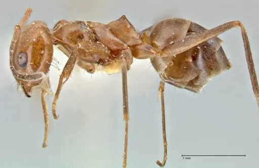 Dorymyrmex pyramicus - FOCOL2864