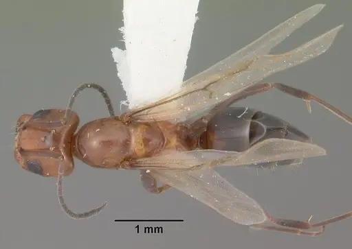 Dorymyrmex reginicula specimen