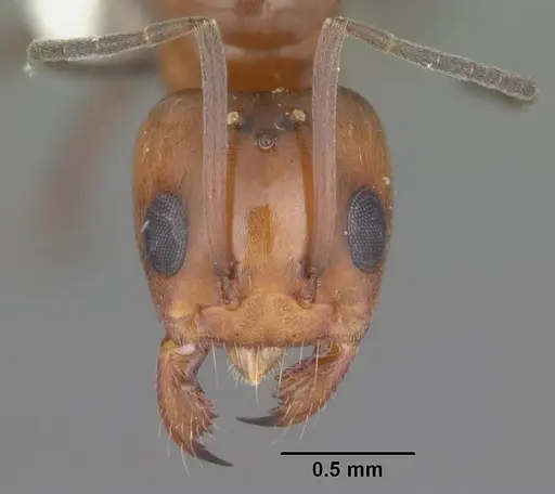 Dorymyrmex reginicula specimen