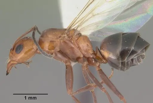 Dorymyrmex reginicula specimen