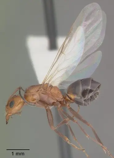 Dorymyrmex reginicula - CASENT0103899