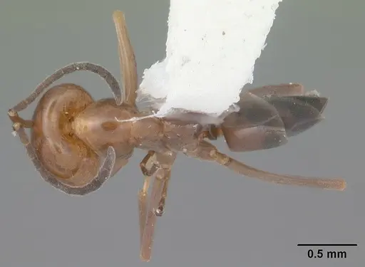 Dorymyrmex reginicula - CASENT0103900
