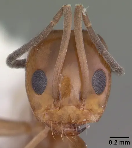 Dorymyrmex reginicula - CASENT0103900