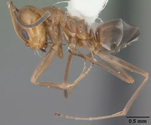 Dorymyrmex reginicula - CASENT0103900