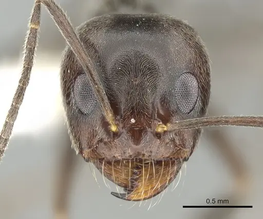 Dorymyrmex richteri specimen