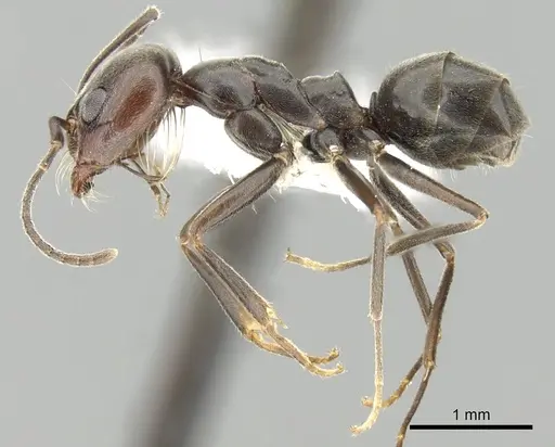Dorymyrmex richteri specimen