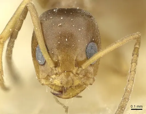Dorymyrmex santschii specimen