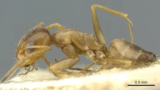 Dorymyrmex santschii specimen