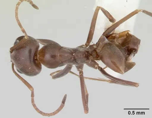 Dorymyrmex smithi specimen