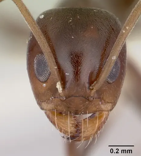 Dorymyrmex smithi specimen