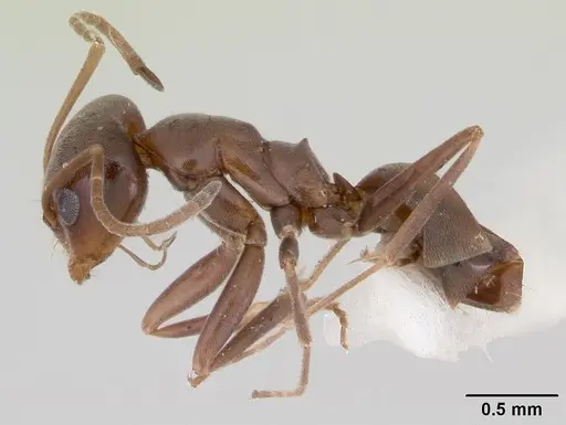 Dorymyrmex smithi specimen