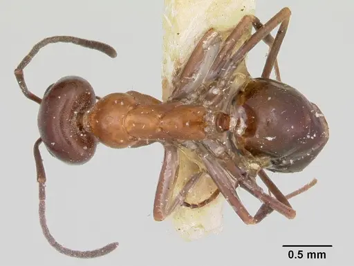 Dorymyrmex smithi - CASENT0103443