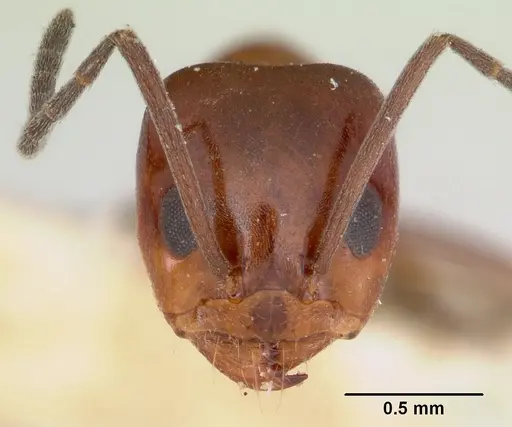 Dorymyrmex smithi - CASENT0103443