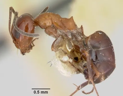 Dorymyrmex smithi - CASENT0103443