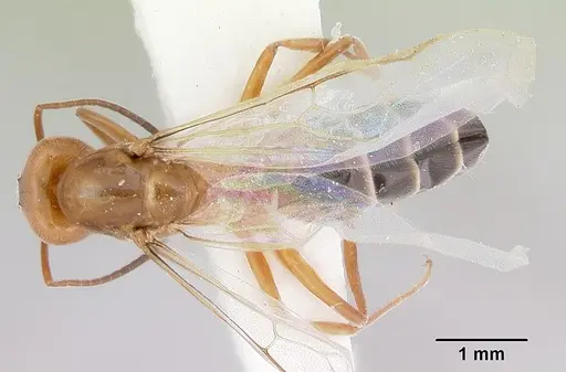 Dorymyrmex smithi - CASENT0103444