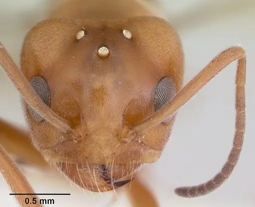 Dorymyrmex smithi - CASENT0103444