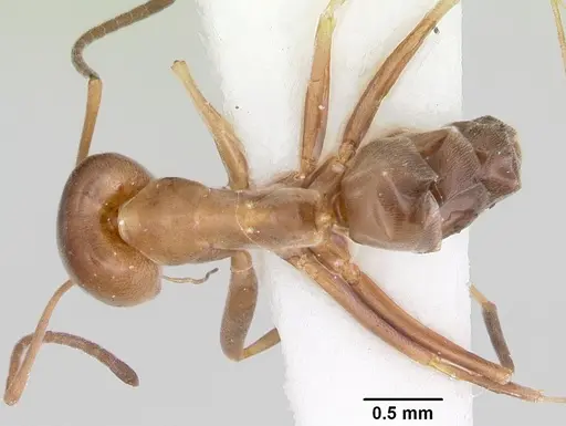 Dorymyrmex smithi - CASENT0103445