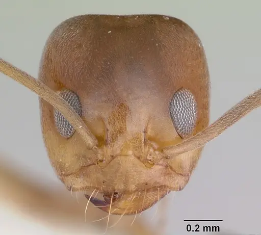 Dorymyrmex smithi - CASENT0103445