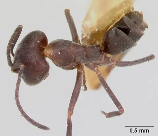 Dorymyrmex smithi - CASENT0103446