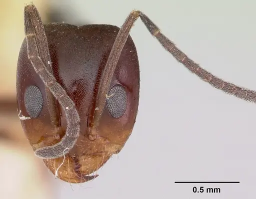 Dorymyrmex smithi - CASENT0103446