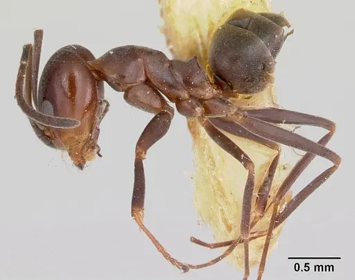 Dorymyrmex smithi - CASENT0103446