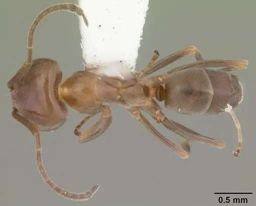 Dorymyrmex smithi - CASENT0103893