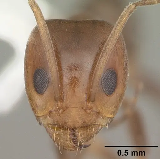 Dorymyrmex smithi - CASENT0103893