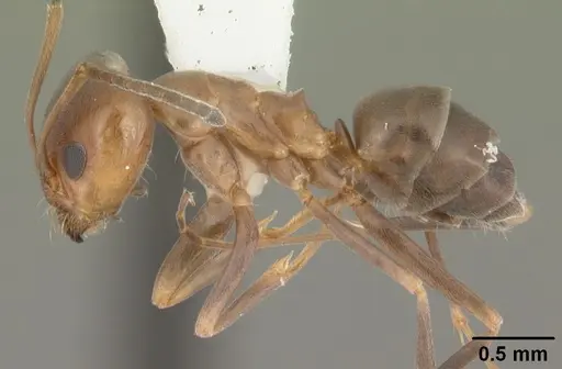 Dorymyrmex smithi - CASENT0103893