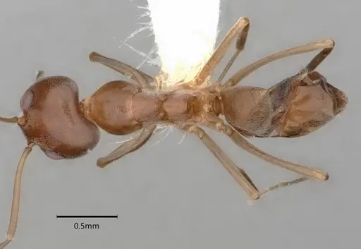 Dorymyrmex smithi - CASENT0841257