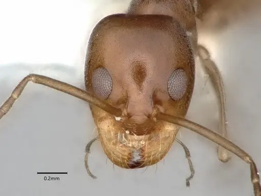 Dorymyrmex smithi - CASENT0841257