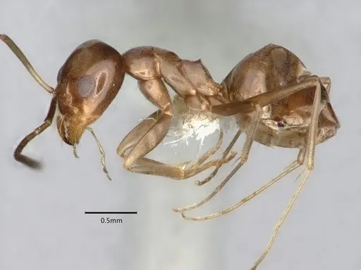 Dorymyrmex smithi - CASENT0841257