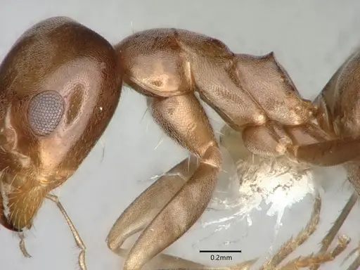 Dorymyrmex smithi - CASENT0841257