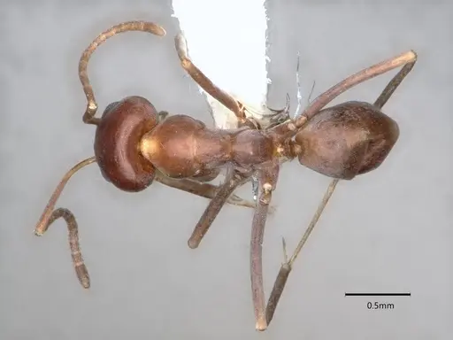 Dorymyrmex smithi - CASENT0841367