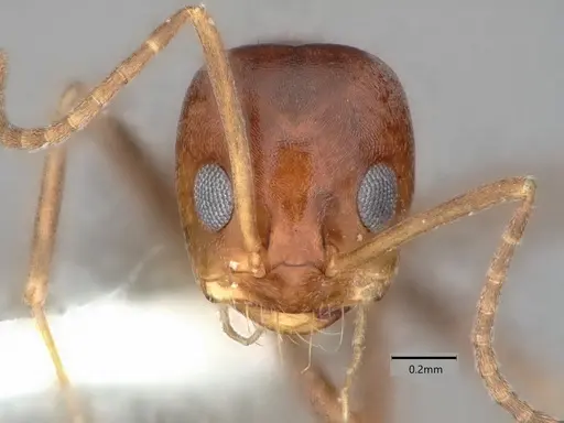 Dorymyrmex smithi - CASENT0841367