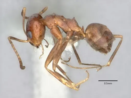Dorymyrmex smithi - CASENT0841367