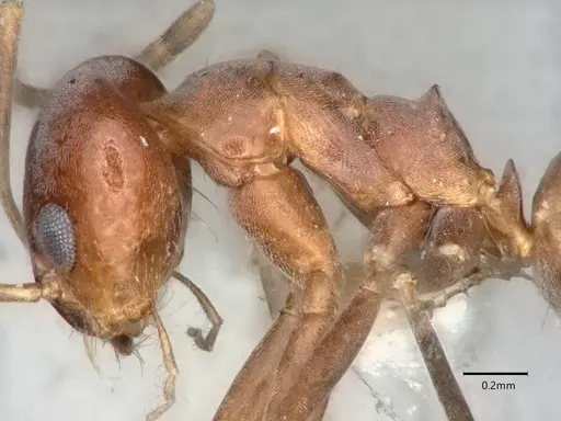 Dorymyrmex smithi - CASENT0841367