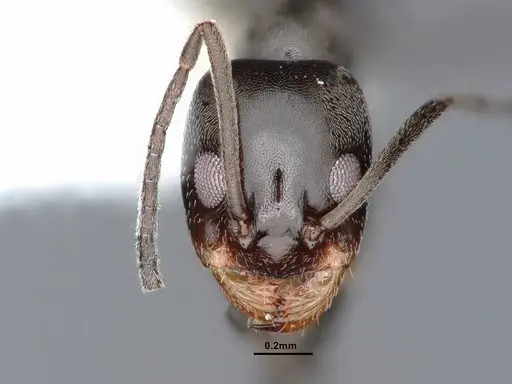 Dorymyrmex smithi - CASENT0884343