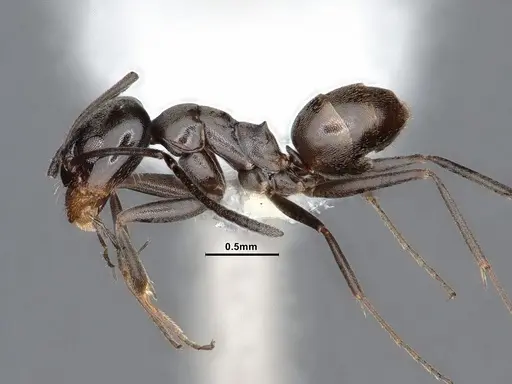 Dorymyrmex smithi - CASENT0884343
