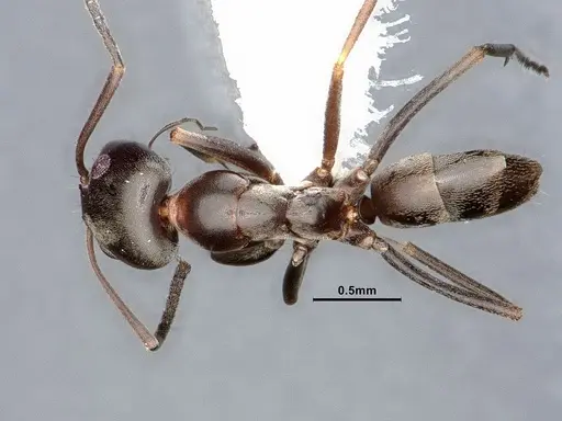 Dorymyrmex smithi - CASENT0884344