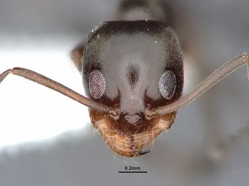 Dorymyrmex smithi - CASENT0884344