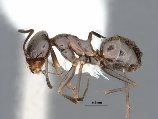 Dorymyrmex smithi - CASENT0884344