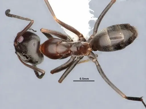 Dorymyrmex smithi - CASENT0884345