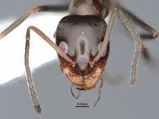 Dorymyrmex smithi - CASENT0884345