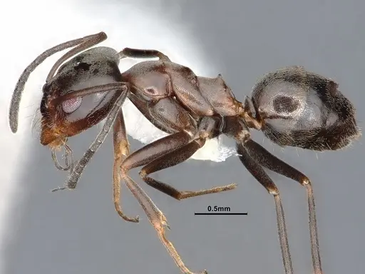 Dorymyrmex smithi - CASENT0884345