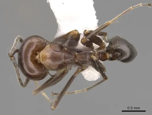 Dorymyrmex smithi - CASENT0914497