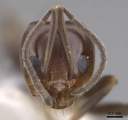 Dorymyrmex smithi - CASENT0914497