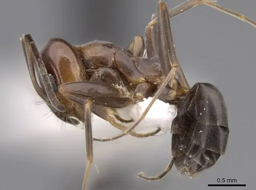 Dorymyrmex smithi - CASENT0914497