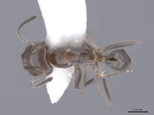 Dorymyrmex smithi - FMNHINS0000062566