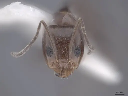 Dorymyrmex smithi - FMNHINS0000062566